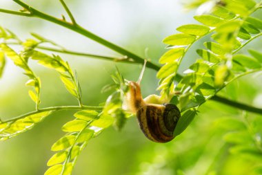 Güzel bir salyangoz sabah çiğ, makro, yumuşak odaklı.