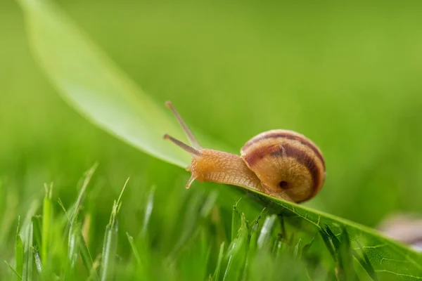 Caracol Encantador Grama Com Orvalho Manhã Macro Foco Suave — Fotografia de Stock