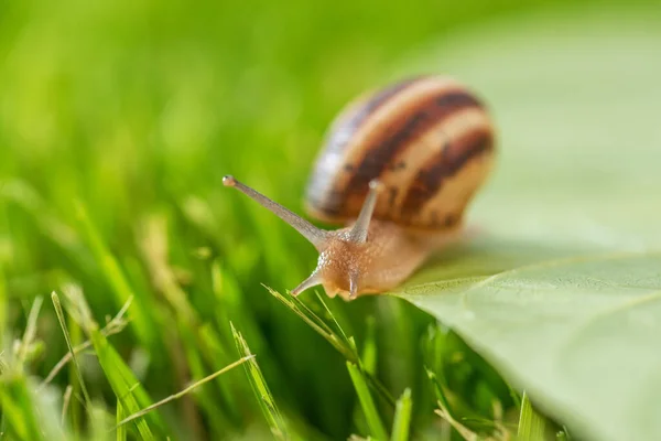 Lovely Snail Grass Morning Dew Macro Soft Focus — Stock Photo, Image