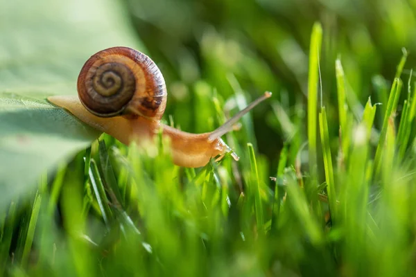 Lovely Snail Grass Morning Dew Macro Soft Focus — Stock Photo, Image