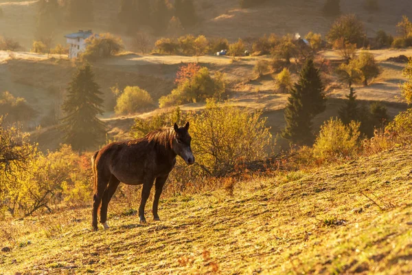 Mystický Východ Slunce Nad Horou Volně Žijící Koně Pasoucí Louce — Stock fotografie