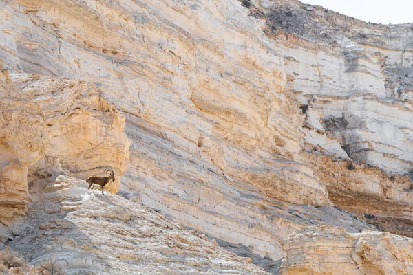 Faille. Belles montagnes avec du sable coloré. Vue du bouquetin nubien à Sde Boker, dans le désert du Néguev, dans le sud d'Israël. — Photo