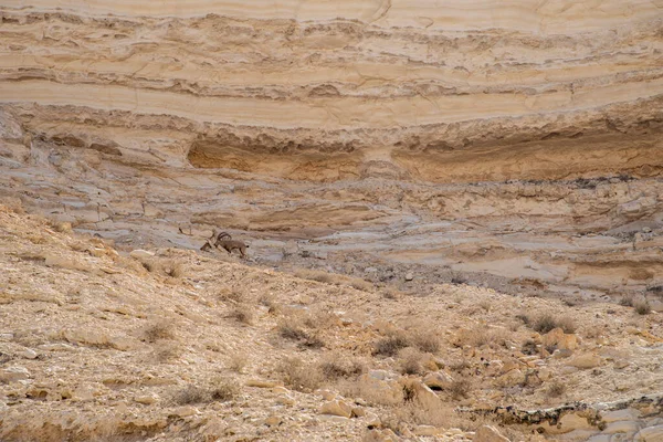 Faille. Belles montagnes avec du sable coloré. Vue du bouquetin nubien à Sde Boker, dans le désert du Néguev, dans le sud d'Israël. — Photo