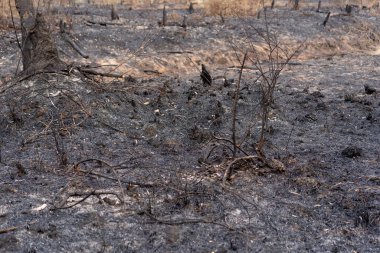 Orman yangınından sonraki resimler.