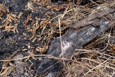Tayland 'daki orman yangınları yüzünden yanmış odun atıkları.