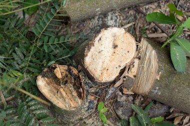 Kesilen ağaç kütükleri