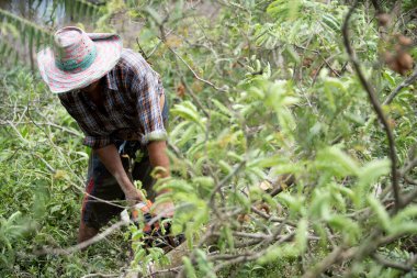 Ağaçları kesmek için testereler