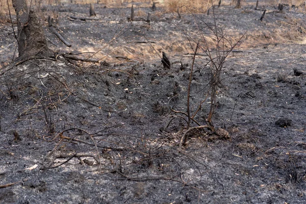 Фотографии После Лесного Пожара — стоковое фото