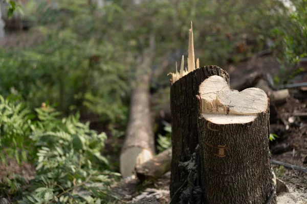 Arbres Qui Sont Détruits Par Coupe Des Arbres — Photo