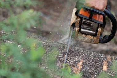 Oduncu makineli testere kullanıyor. Ağaç keserken makineli testere kullanan adam.