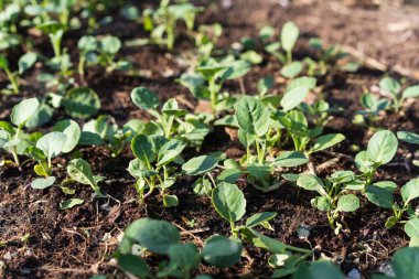 Arazideki sebze fideleri, sebze fideleri....