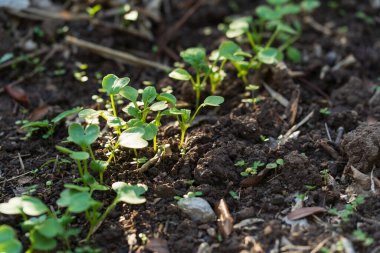 Toprakta yetişen küçük turplar.