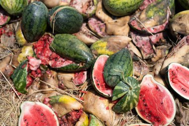 Çürük karpuz, karpuz dolu çöp yığını.