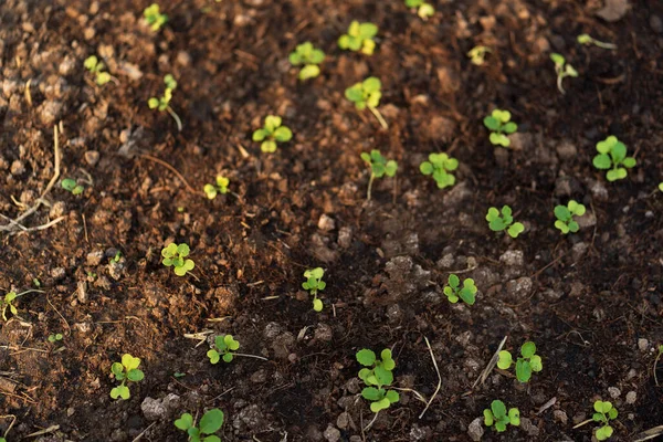 土壌中の若い植物の苗のトップビュー — ストック写真