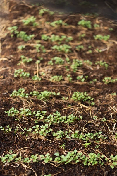 Las Plántulas Las Verduras Parcela Plántulas Col Rizada Parcelas Vegetales — Foto de Stock