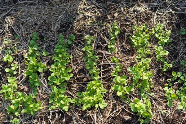 The seedlings of the vegetables in the plot,Kale seedlings in vegetable plots.