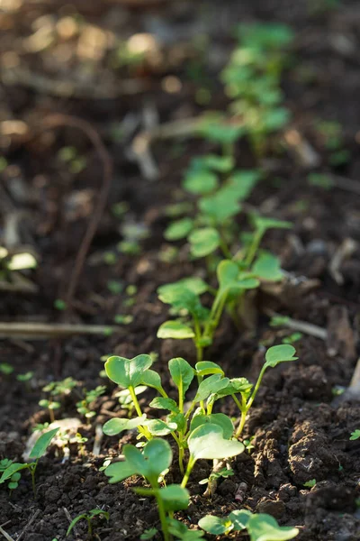 Las Plántulas Las Verduras Parcela Plántulas Col Rizada Parcelas Vegetales — Foto de Stock