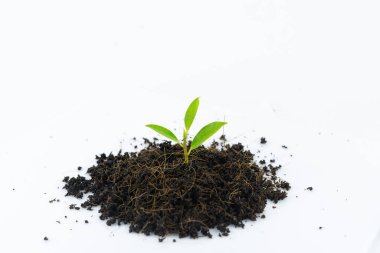 Seedlings that grow in a pile of soil on a white background clipart