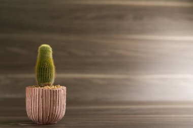 Yatay silindirik kaktüs sol alt köşede, ahşap bir zeminde.
