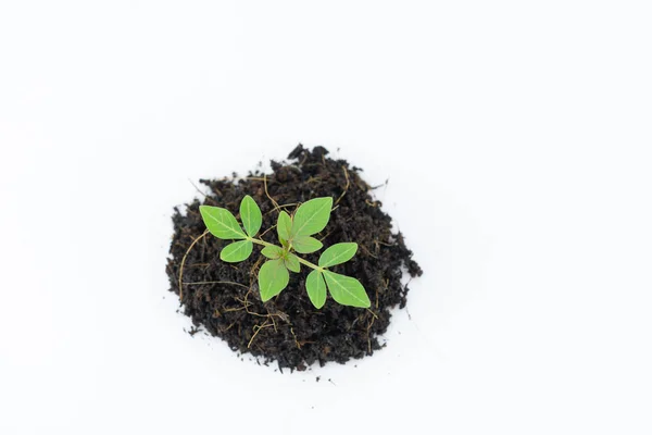 Codificar Pequeño Árbol Que Está Listo Para Crecer Una Pila — Foto de Stock