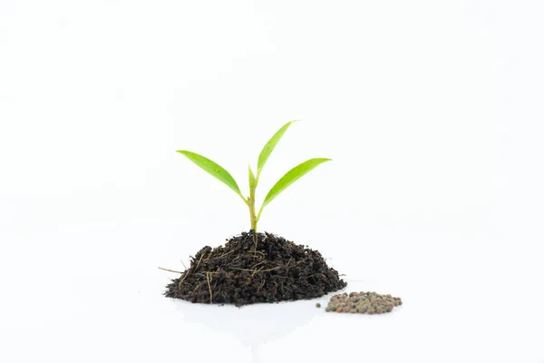 Plántulas Que Crecen Semillas Sobre Fondo Blanco — Foto de Stock