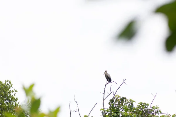 Asiatische Openbill Arten Openbill Auf Einem Zweig — Stockfoto