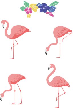 Vektör 4 tip flamingo, tropikal çiçek illüstrasyonu 