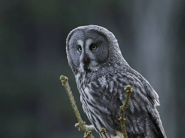 Grand Duc Gris Dans Son Habitat Naturel Suède — Photo