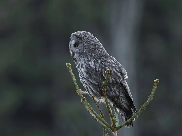 Grand Duc Gris Dans Son Habitat Naturel Suède — Photo