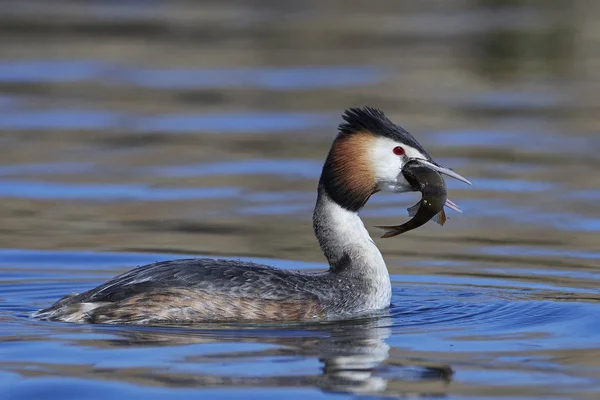 Grande Gordura Crista Seu Habitat Natural Com Peixe Seu Bico — Fotografia de Stock