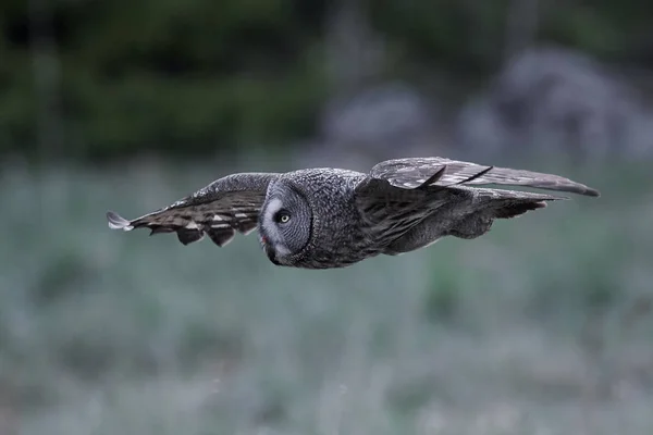 Gran Búho Gris Hábitat Natural Suecia —  Fotos de Stock