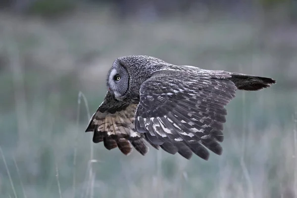 Grand Duc Gris Dans Son Habitat Naturel Suède — Photo