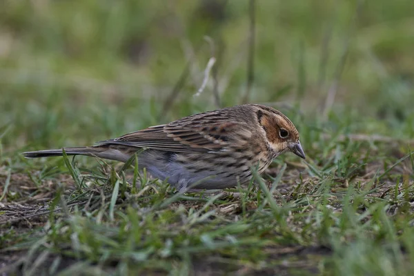 Little Bunting Looking Food Ground — Stock Photo, Image