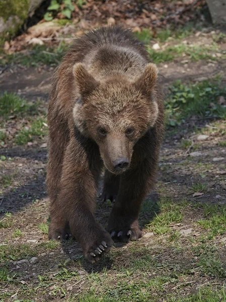 Brown bear in its natural habitat in Scandinavia