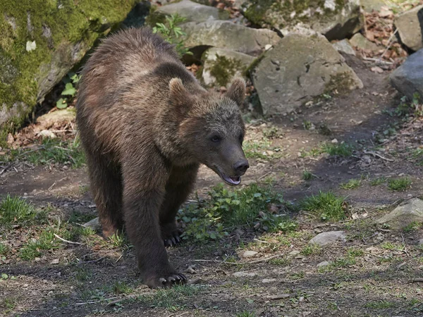 Brown bear in its natural habitat in Scandinavia