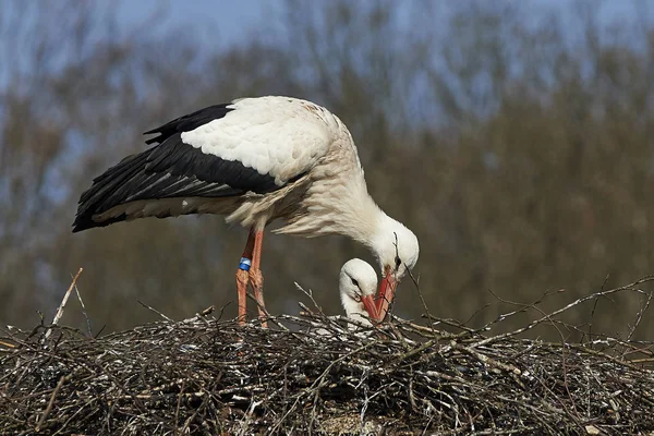 コウノトリの巣に 背景に青い空と — ストック写真