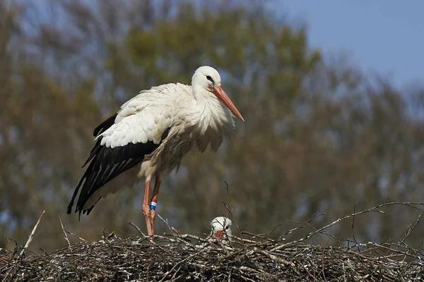 Vit Stork Boet Med Blå Himmel Bakgrunden — Stockfoto