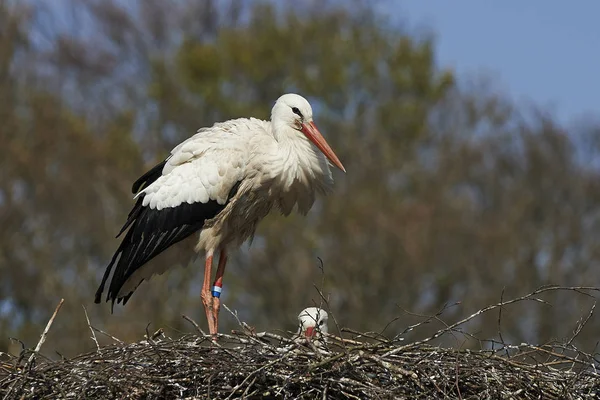 Ooievaar Haar Nest Met Blauwe Luchten Achtergrond — Stockfoto