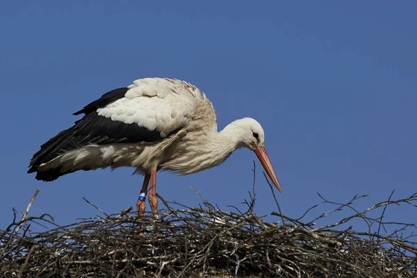 White Stork Its Nest Blue Skies Background — Stock Photo, Image