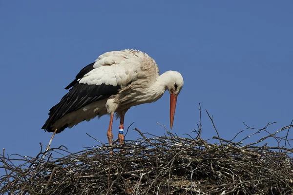 Cigogne Blanche Dans Son Nid Avec Ciel Bleu Arrière Plan — Photo