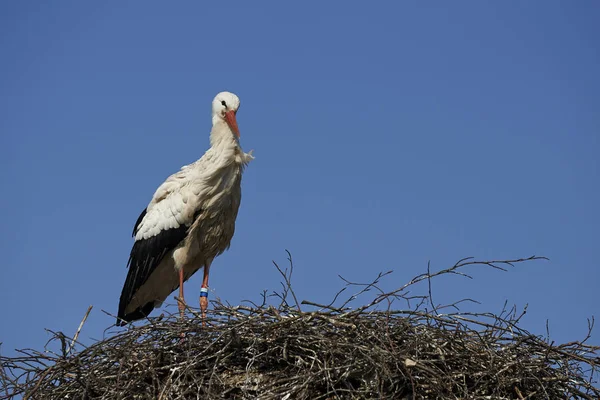 Weißstorch Nest Mit Blauem Himmel Hintergrund — Stockfoto