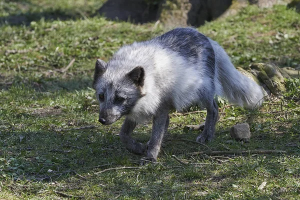 Arctic Fox Its Natural Habitat Summer — Stock Photo, Image