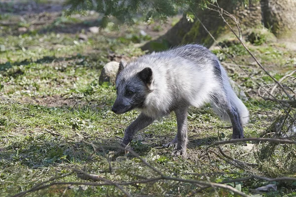 Volpe Artica Nel Suo Habitat Naturale Estate — Foto Stock