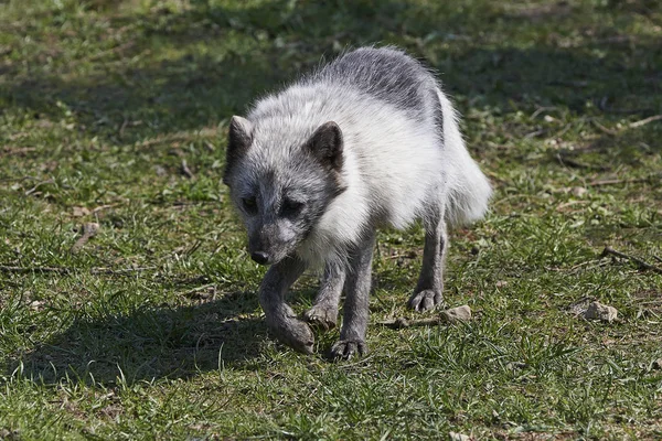 Volpe Artica Nel Suo Habitat Naturale Estate — Foto Stock