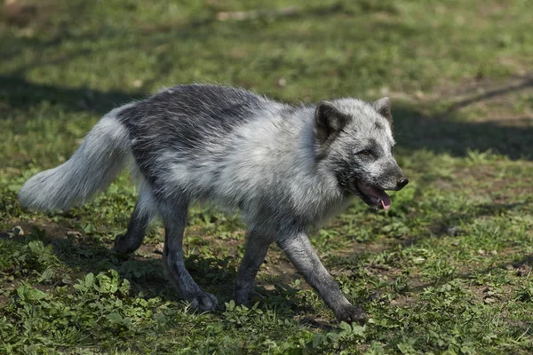 北极狐狸在它的自然栖息地在夏天 — 图库照片