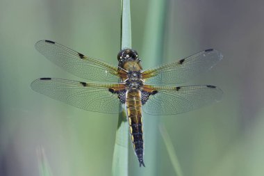 Dört benekli peşine düşmek doğal habitatları Danimarka
