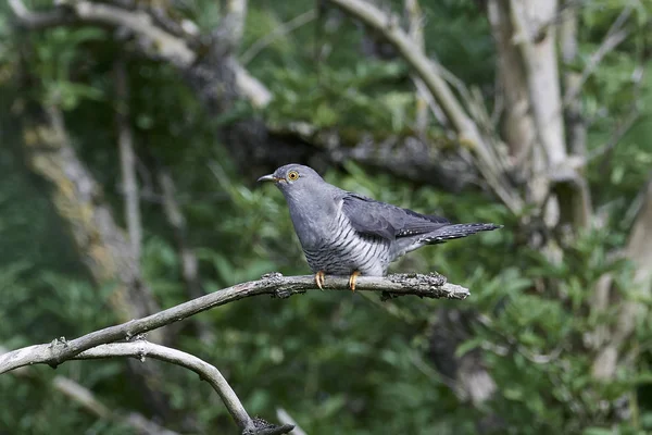 Common Cuckoo Natural Habitat Denmark — Stock Photo, Image