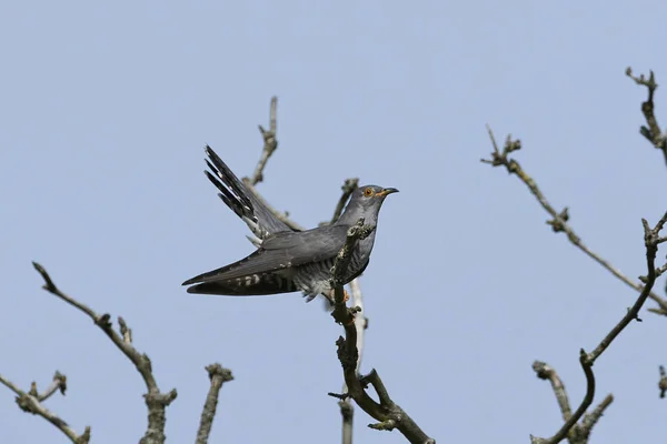 Common Cuckoo Natural Habitat Denmark — Stock Photo, Image