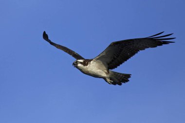 Binturongun doğal yaşam ortamı içinde uçuş sorguç