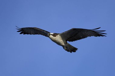 Binturongun doğal yaşam ortamı içinde uçuş sorguç